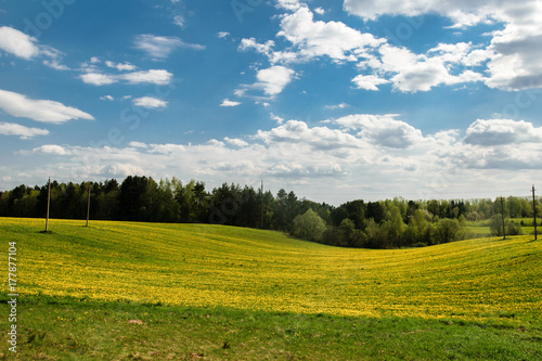 Yellow field of dandelions in Belarus
