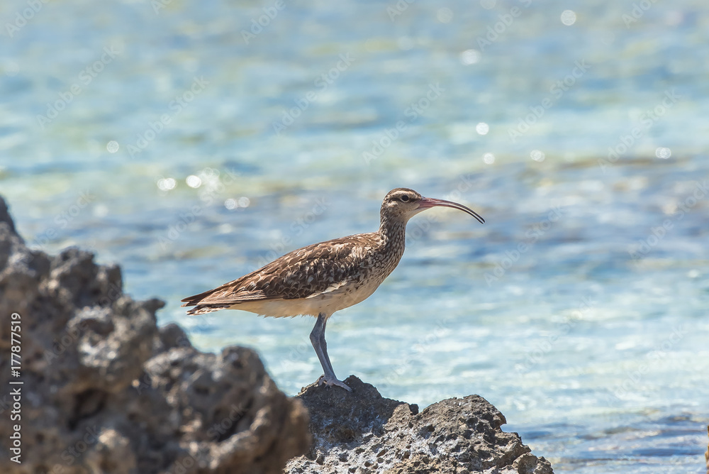 bristle-thighed curlew, curlew, sea bird on the shore in Pacific ocean
bristle-thighed curlew, curlew, sea bird on the shore in Pacific ocean