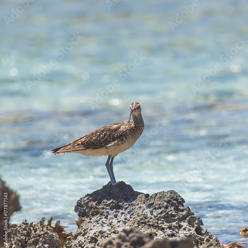 bristle-thighed curlew, curlew, sea bird on the shore in Pacific ocean
 photo