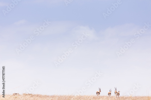 gazelles in Masai Mara National Park in Kenya, Africa photo