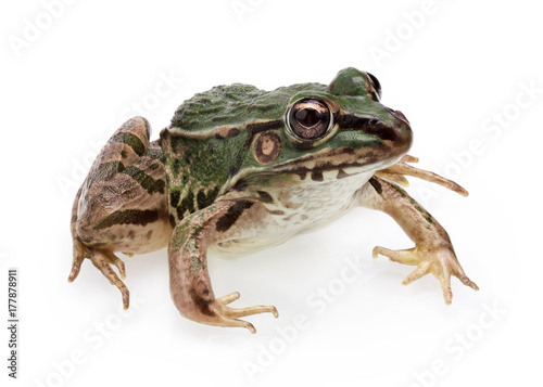 Frog