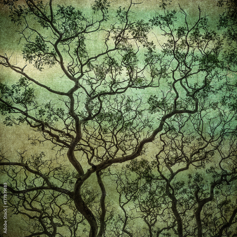 grunge image of dark forest, perfect halloween background grunge image of dark forest, perfect halloween background