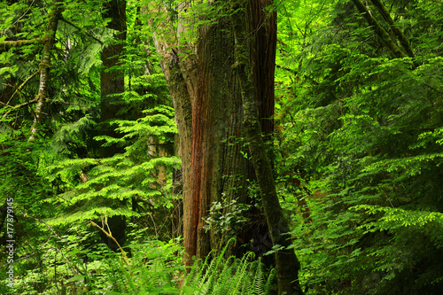 a picture of an Pacific Northwest forest and Western red cedar tree
