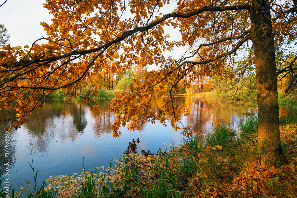 Oak branches in the sunlight on the lake in the fall. Oak branches in the sunlight on the lake in the fall.