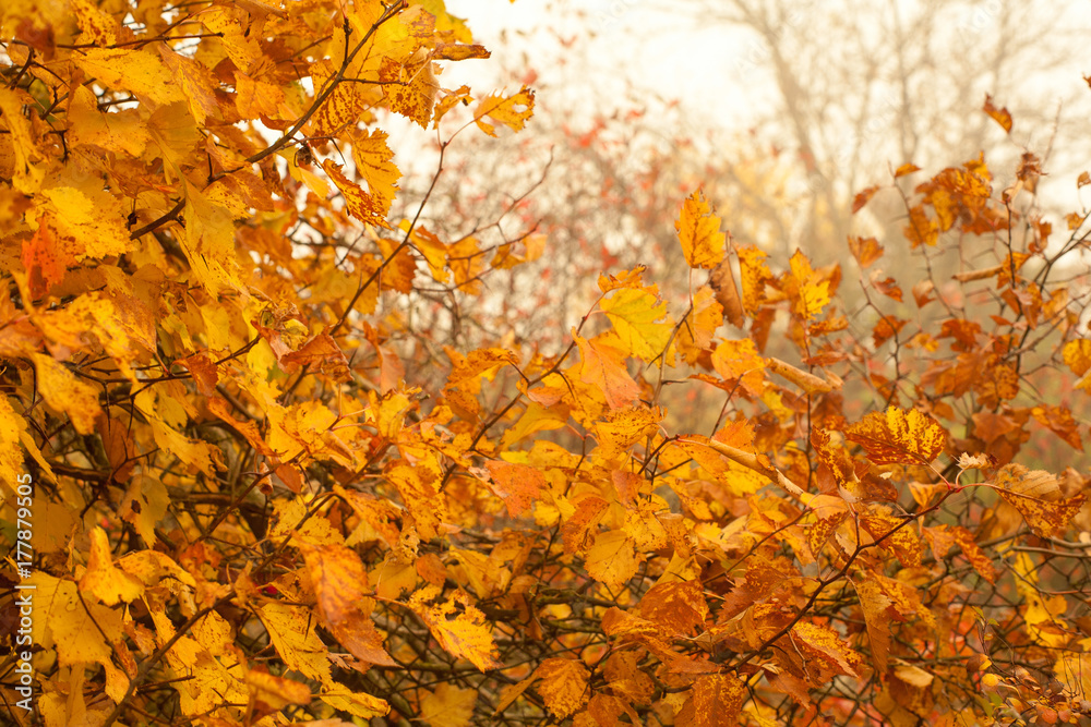 Autumn beech leaves decorate a beautiful nature bokeh background with forest