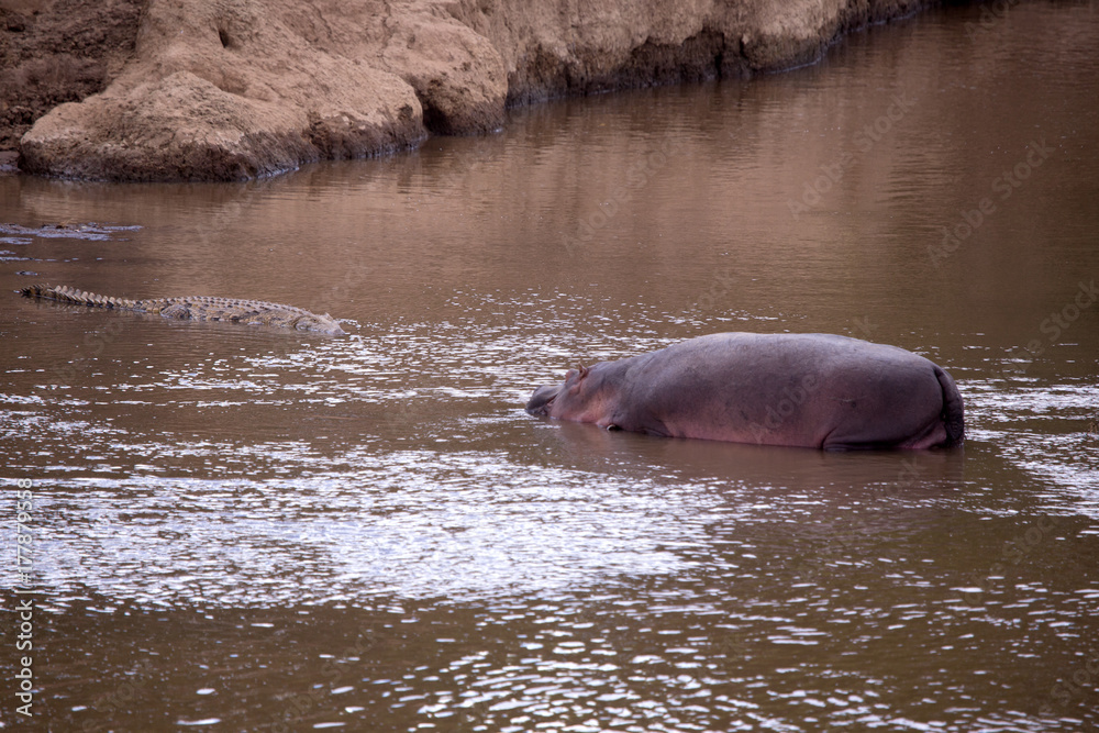 Fototapeta premium Hippopotamus and crocodile in the river mara in kenya