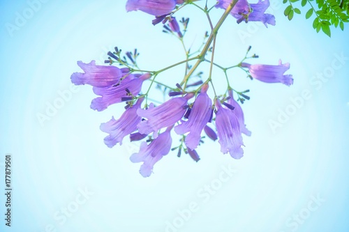 Jacaranda Flowers in Brisbane  Australia