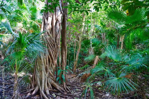 Rainforest jungle in Riviera Maya of Mexico