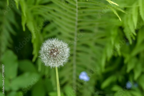 White dandelion in summer