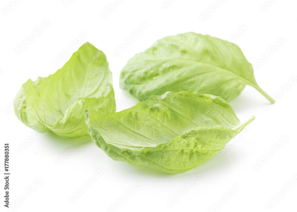 Basil Basil