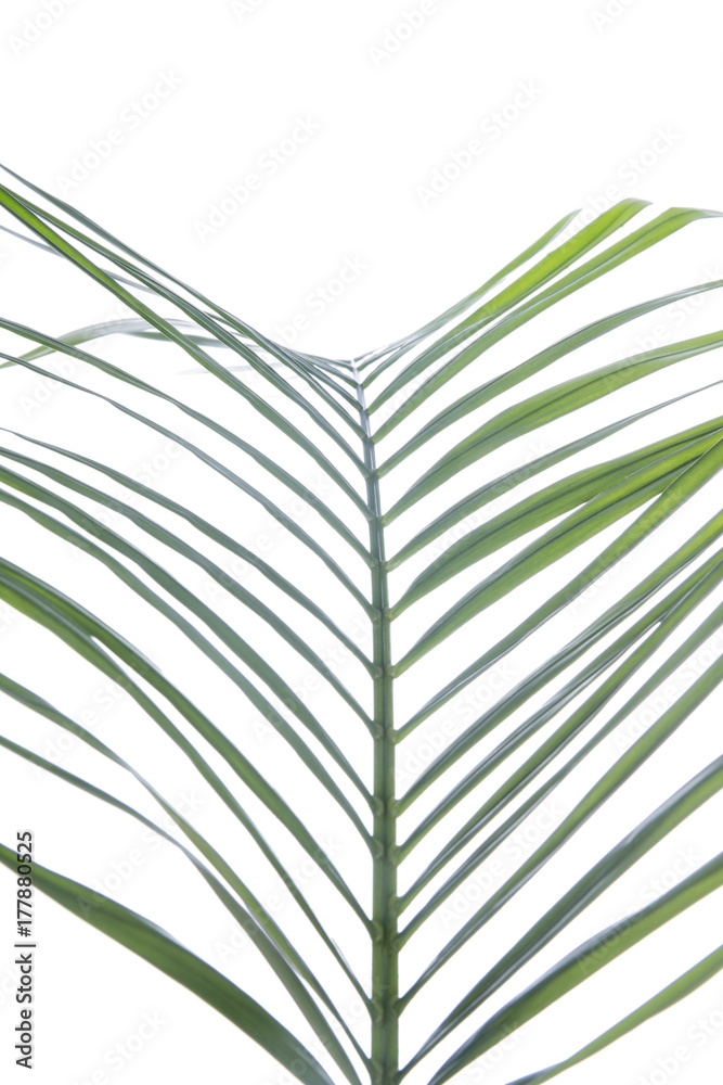 Green palm tree leaf on white background.