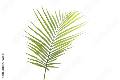 Green palm tree leaf on white background.