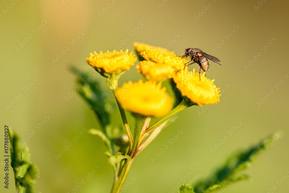 Nahaufnahme einer großen Fliege auf einer Blume Nahaufnahme einer großen Fliege auf einer Blume