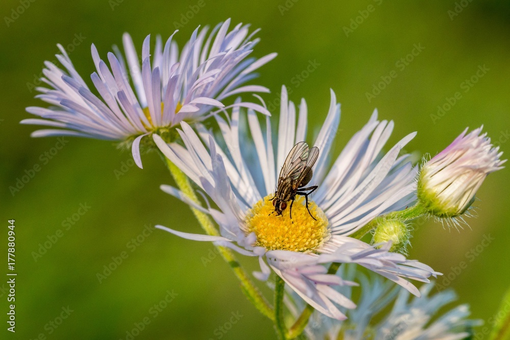 Nahaufnahme einer großen Fliege auf einer Blume Nahaufnahme einer großen Fliege auf einer Blume