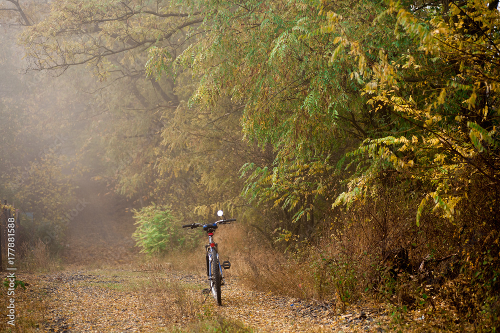 Autumn beech leaves decorate a beautiful nature bokeh background with forest