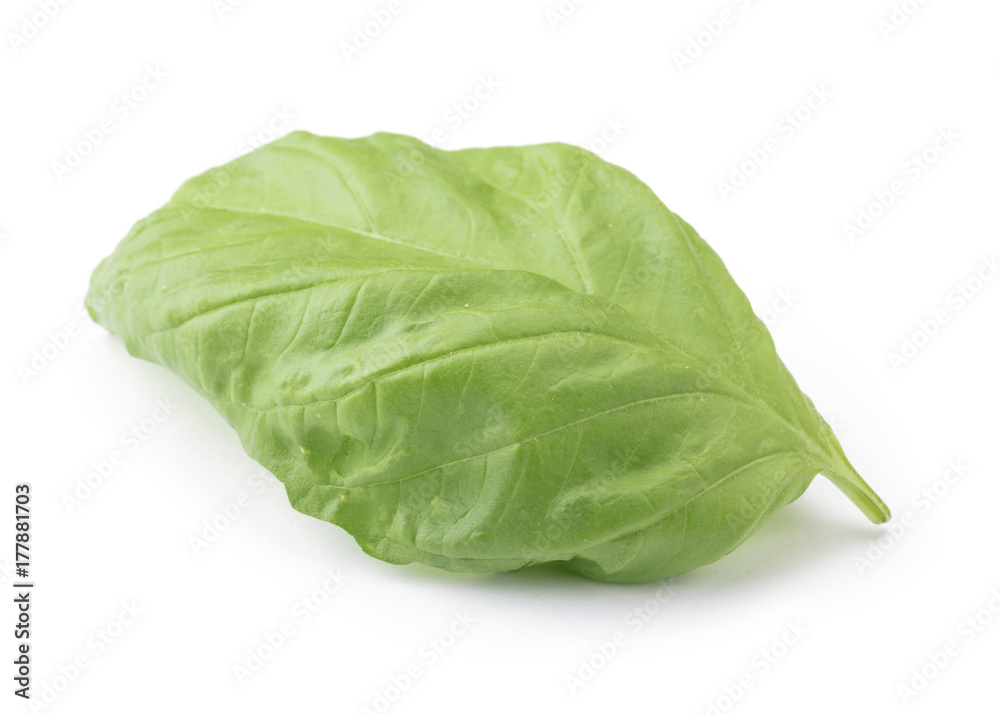 Basil Basil