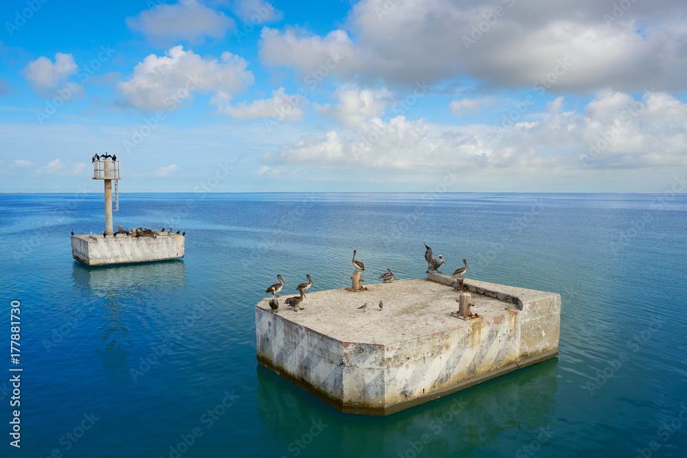 Chiquila port sea gulls and Pelicans in Mexico Chiquila port sea gulls and Pelicans in Mexico