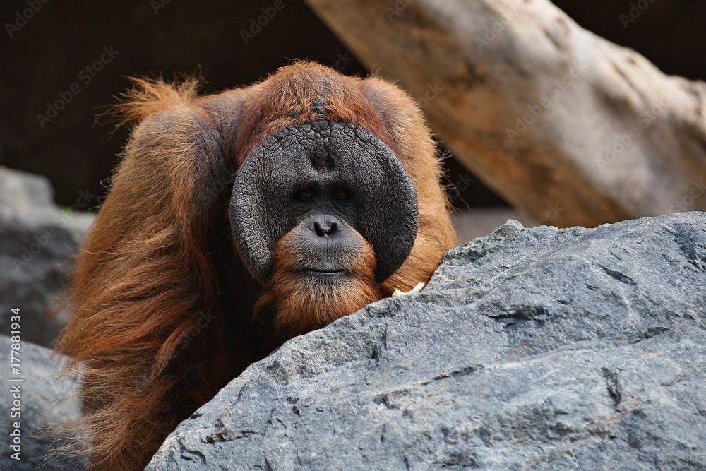 Endangered bornean orangutan male in the rocky habitat. Wild animals in  captivity. Beautiful and powerful orangutan male. Pongo pygmaeus. Stock  Photo | Adobe Stock