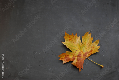 Autumn leave in the corner on blackboard. Fall concept with copy space. Top view
