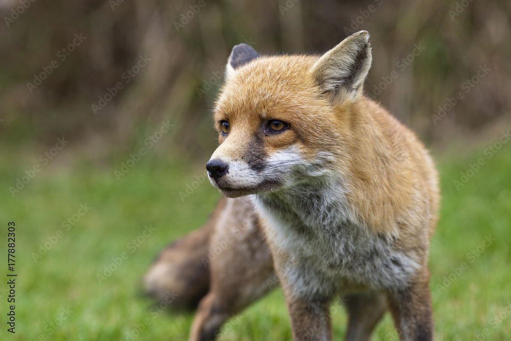 Red Fox Red Fox