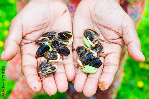 Close Up Fresh Riang Parkia Seeds in Farmer Hands photo