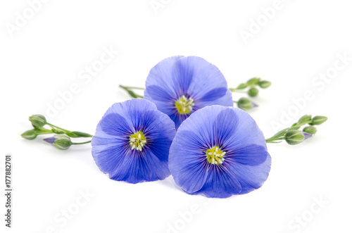 Beautiful flowers of flax isolated on white background