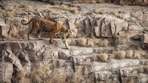 Tiger in the nature habitat. Tiger male standing on the rocky cliff. Wildlife scene with danger animal. Hot summer in Rajasthan, India. Dry trees with beautiful indian tiger, Panthera tigris