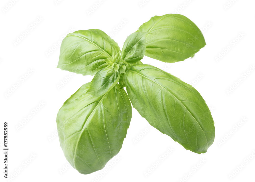 Basil Basil