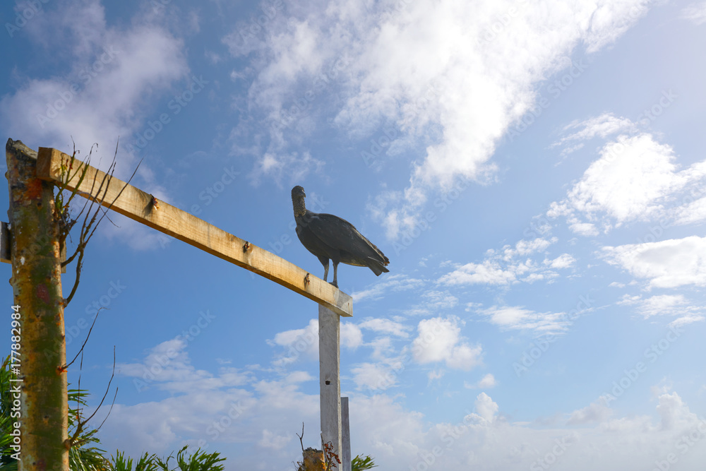 Zopilote buzzard bird San Martin in Cozumel Zopilote buzzard bird San Martin in Cozumel