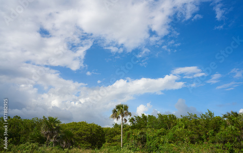 Cozumel island San Martin beach palm trees
