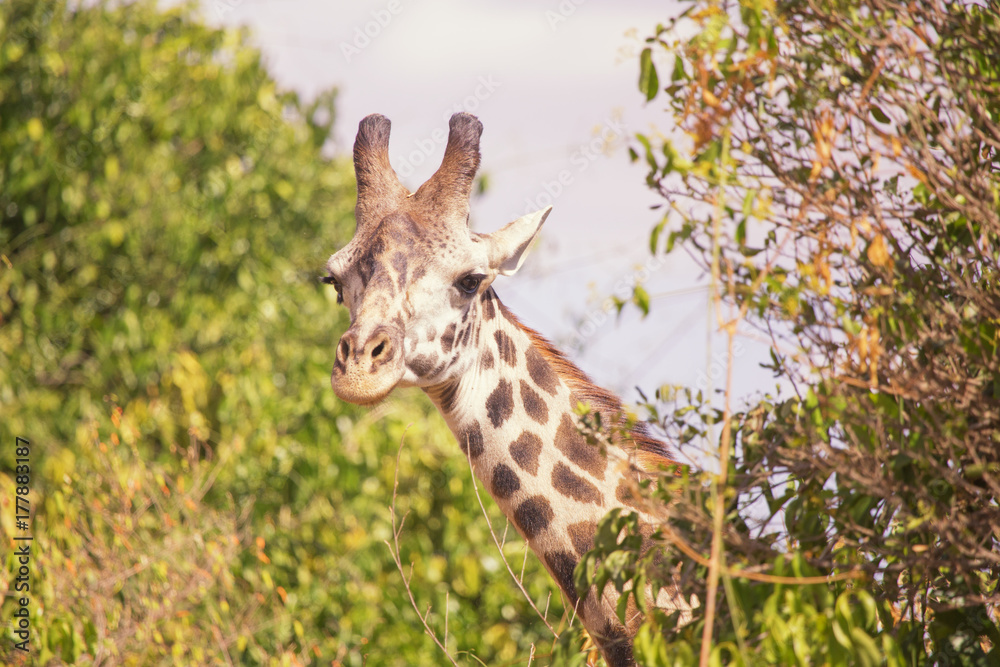 Obraz premium Giraffe in masai mara in kenya
