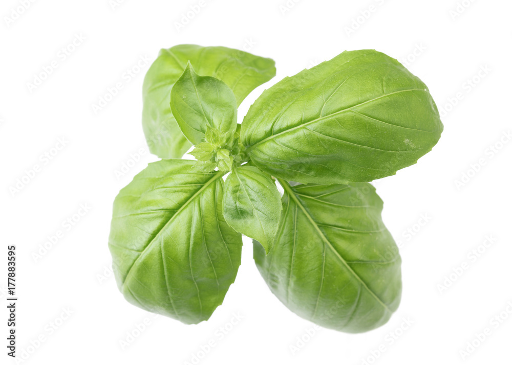 Fototapeta premium Basil