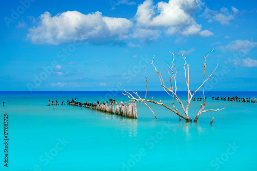 Photography Holbox island in Mexico sea birds