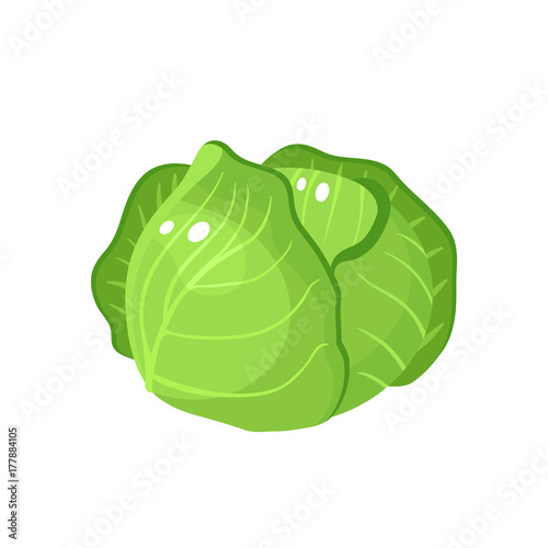 Vegetables. Head of cabbage. Vector illustration cartoon flat icon isolated on white.