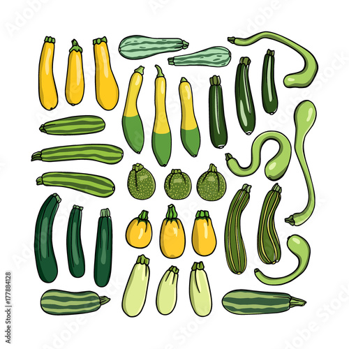 Hand drawn zucchini