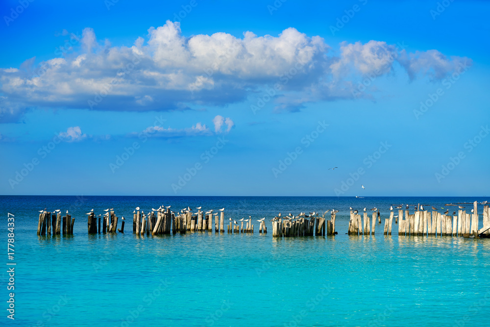 Holbox island beach in Mexico sea birds