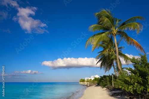 Holbox island palm tree beach in Mexico © lunamarina