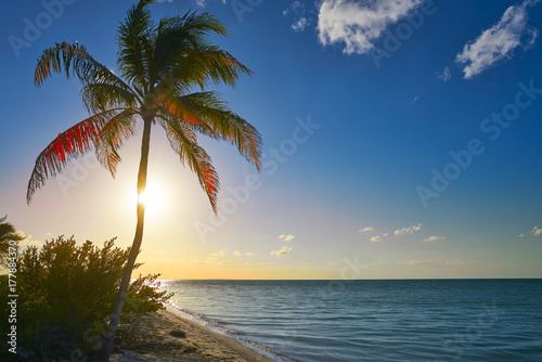 Fototapeta Naklejka Na Ścianę i Meble -  Holbox beach sunset palm tree Mexico