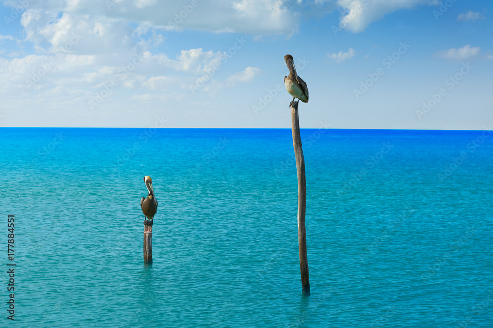 Pelican birds in Caribbean beach Mexico