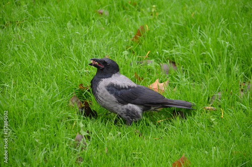 Crow eating © zadisan