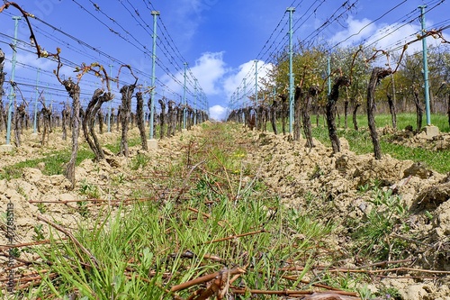Vineyard rows in spring with blue sky. Vineyard rows.