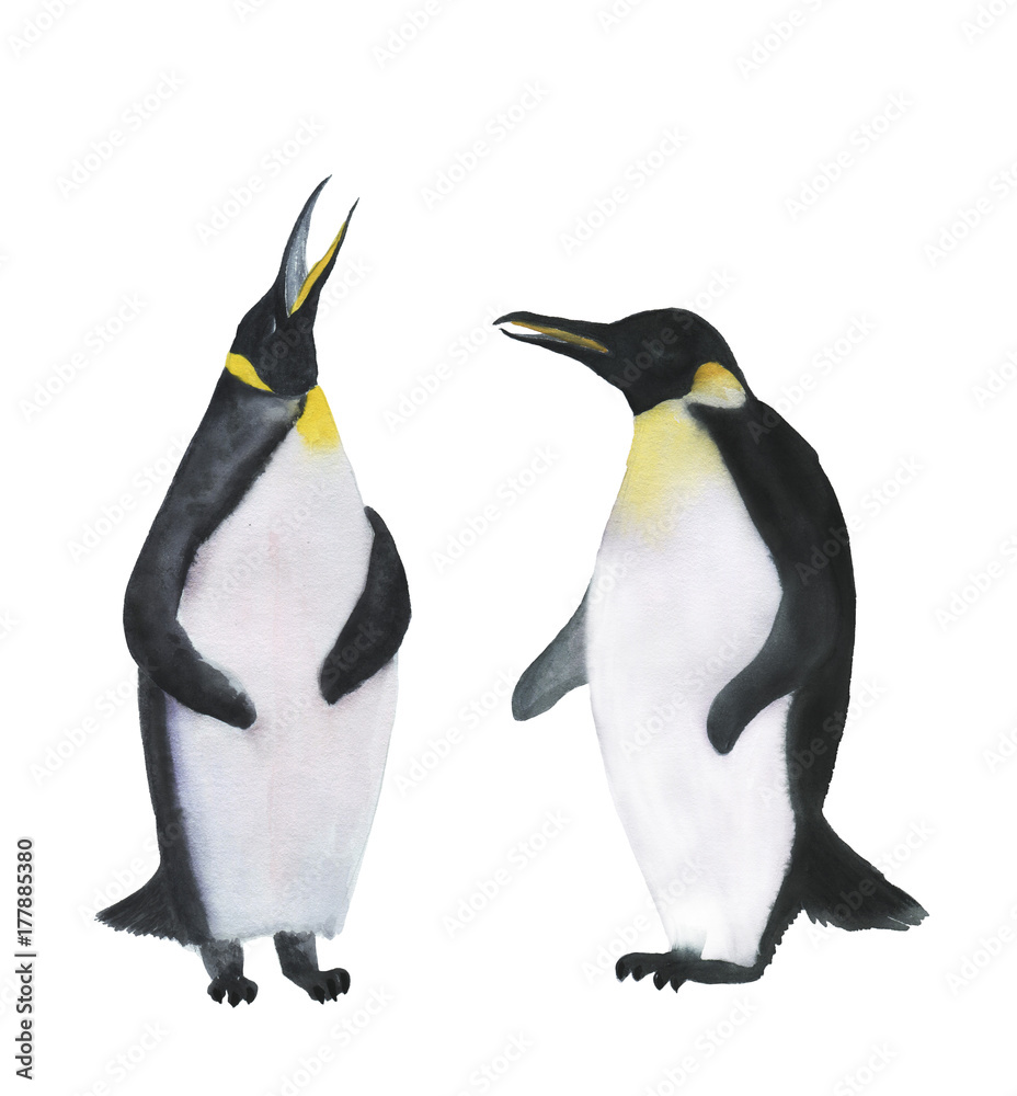 Fototapeta premium Watercolor painting two penguins