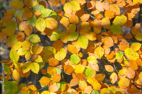 Herbstlaubteppich aus Buchenlaub
