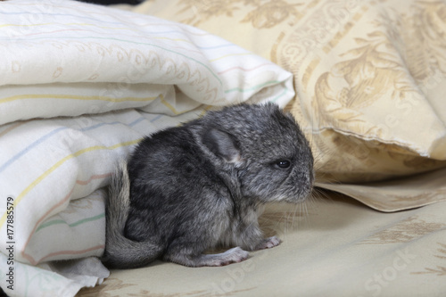 Baby pet Chinchilla on human bed