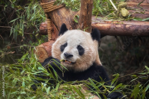 Fototapeta Naklejka Na Ścianę i Meble -  Giant panda eating bamboo