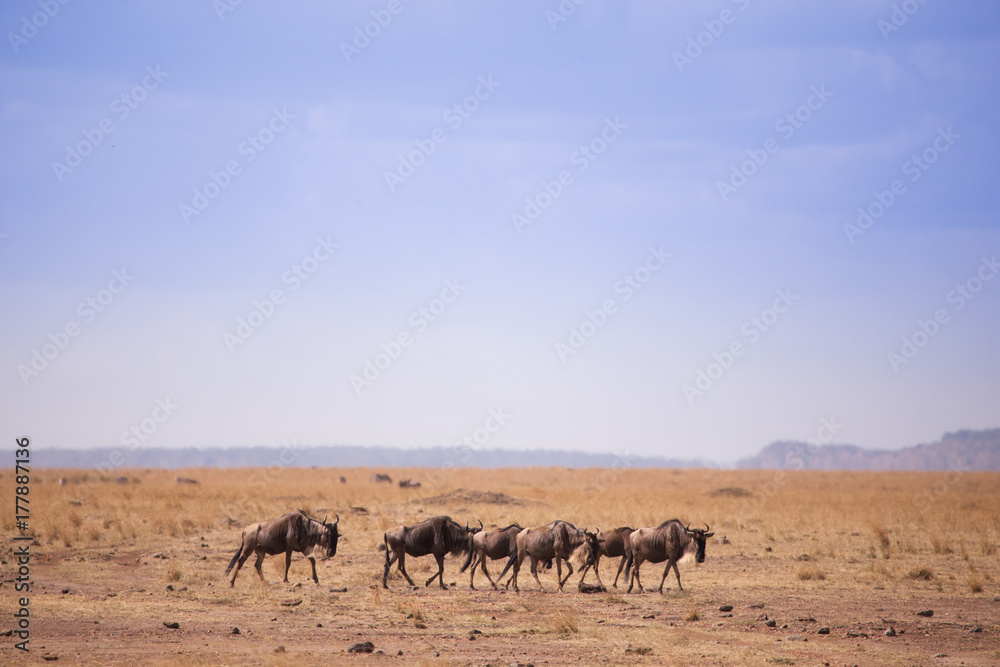 Wildebeest in masai mara in kenya