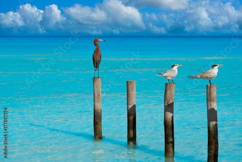 Tableau sur toile Royal Caspian terns and Reddish Egret heron