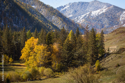 Autumn forest in the Altai mountains, Russia.