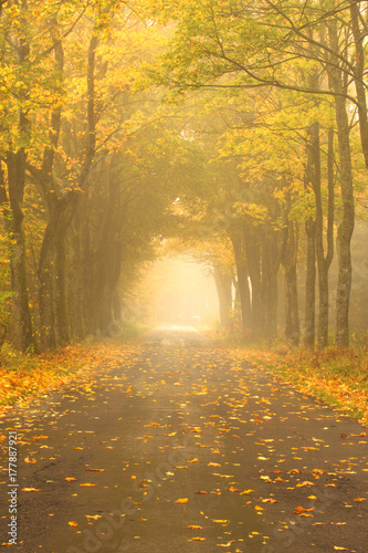 Autumn Misty Road. 