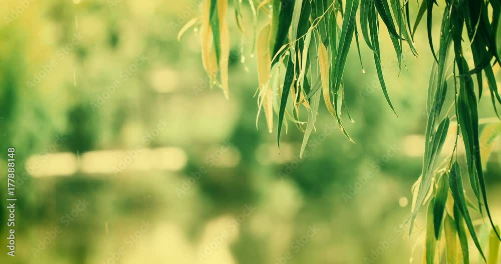 close up warm light color tone fresh green branch leaves of Eucalyptus tree near the river ,4K Dci resolution